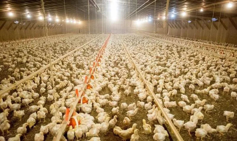 養(yǎng)殖業(yè)消毒對(duì)農(nóng)村經(jīng)濟(jì)的發(fā)展意義重大(圖1) 養(yǎng)殖業(yè)消毒對(duì)農(nóng)村經(jīng)濟(jì)的發(fā)展意義重大(圖1)